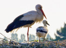 Unter Störchen - Ein Dorf im Vogelfieber