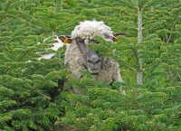 Tierische Weihnachten - Zwischen Tannenzweigen und Tierpfoten