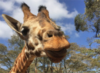 Giraffen - Giganten hautnah